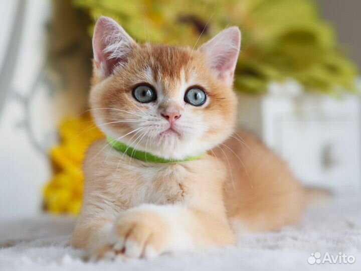 Котёнок. Мальчик. Британская золотая шиншилла