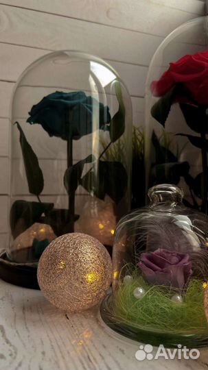 Живые розы в колбе премиум класса в наличии