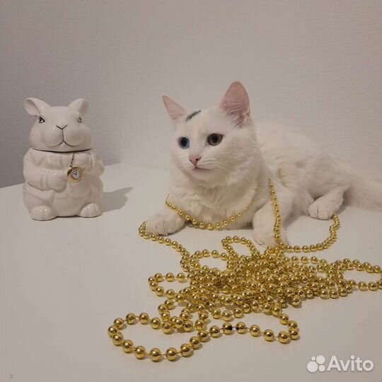 Кошка для съёмок