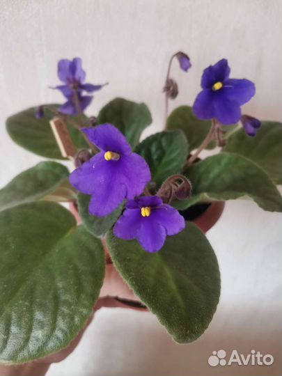 Фиалка фиолетовая