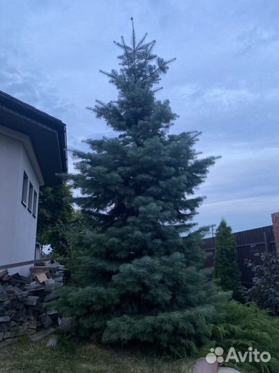 Пихта одноцветная