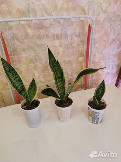 Сансевиерии