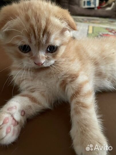 Шотландский вислоухий котик