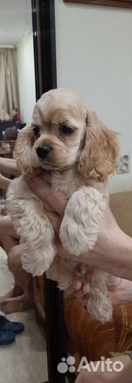 Кокер спаниель