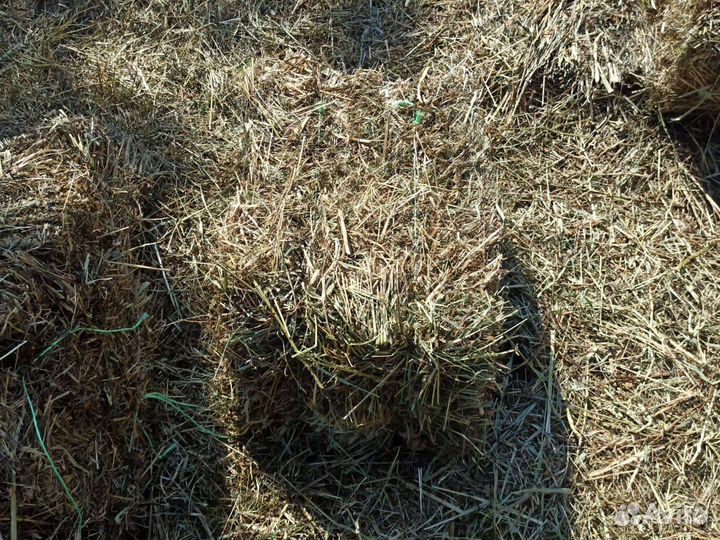 Сено луговое в тюках 2023
