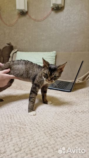 Котики в дар