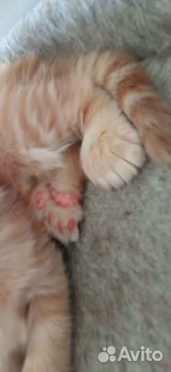 Котята мейн-кун