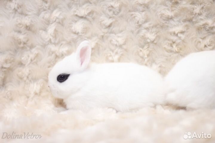 Крольчата карлики хототы, редкая порода