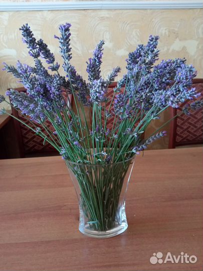 Лаванда