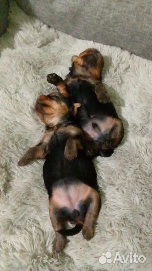 Йоркширский терьер