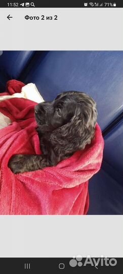 Английский кокер спаниель Вязка