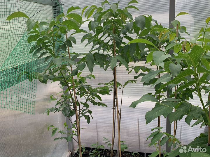 Грецкий орех «Идеал»