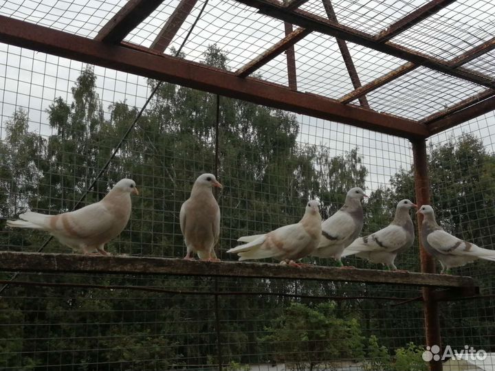 Голуби Пермские