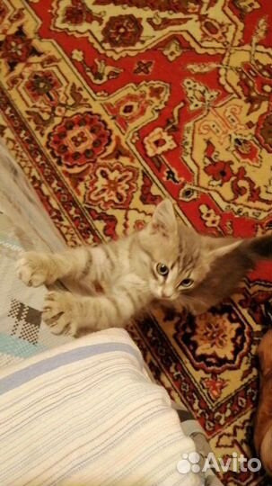 Котята мальчики