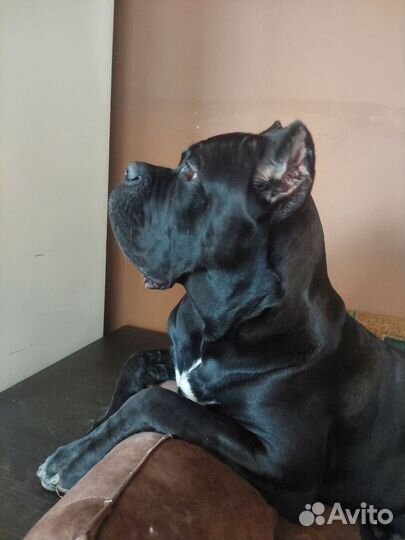 Кобель вязка кане Корсо