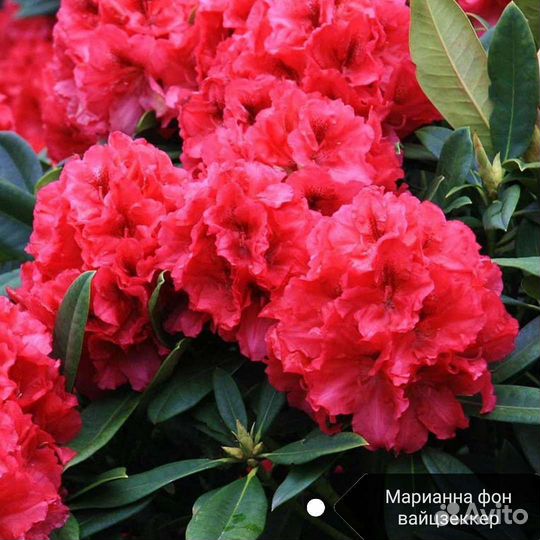 Рододендрон саженцы