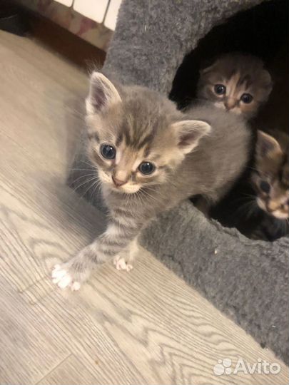 Шотландские котята