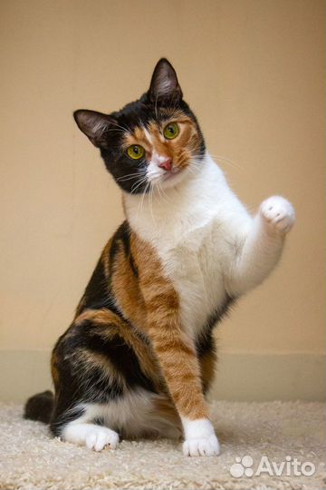 Трёхцветная кошечка в добрые руки, 1 годик