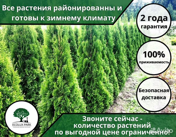 Шикарные Туи 1.83м Оптом Без Посредников