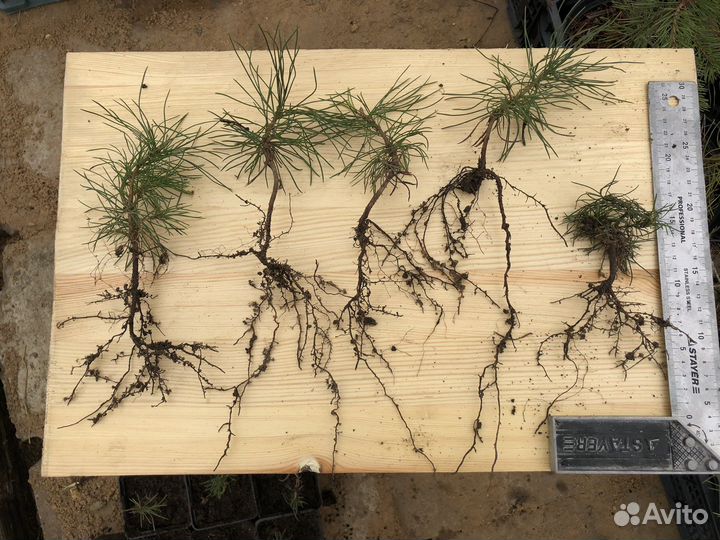 Саженцы кедра