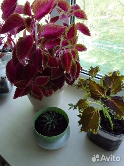 Герань пеларгония королевская