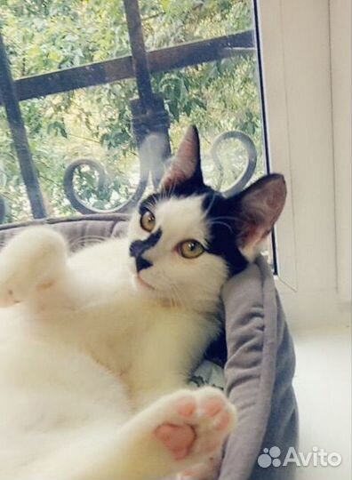 Котенок: Отдам в добрые руки