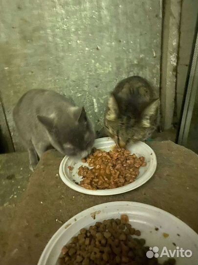 Три кошки и один кот, стерилизованные, ищут дом