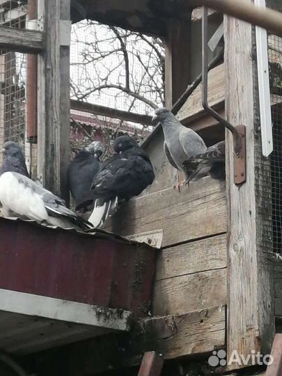 Продажа бакинских голубь