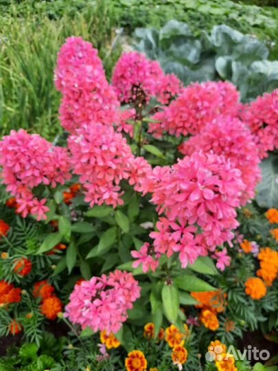 Сортовые флоксы