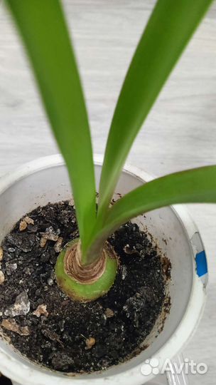 Гиппеаструм красный детки