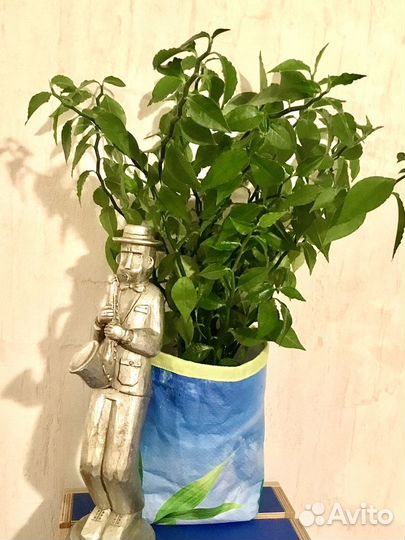 Педилантус