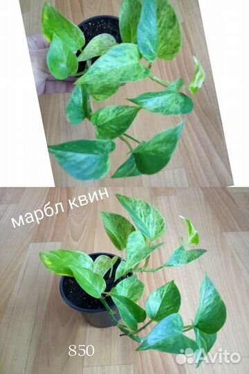 Сциндапсусы и эпипремнумы