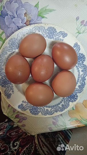 Домашние куриные яйца