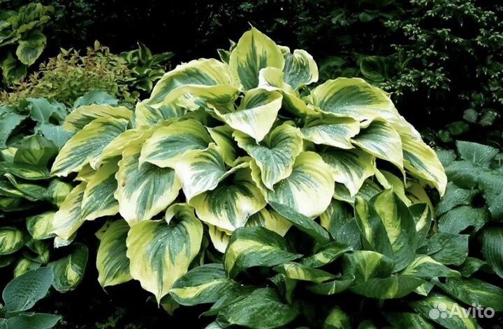 Хоста Lvory Coast.Берег слоновой кости