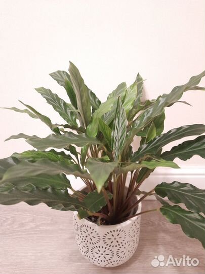 Маранта, Традесканция, Филодендрон, Калатея