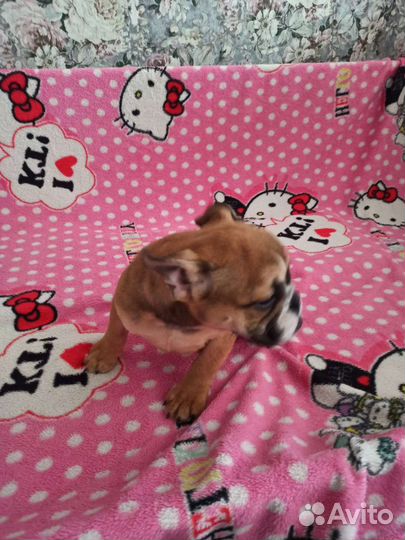 Щенки английского бульдога