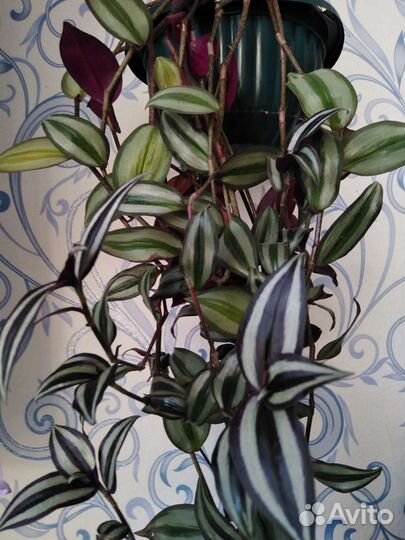 Комнатные растения. Зебрина традесканция