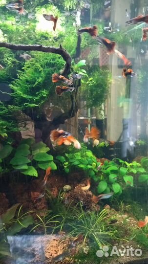 Аквариумные рыбки