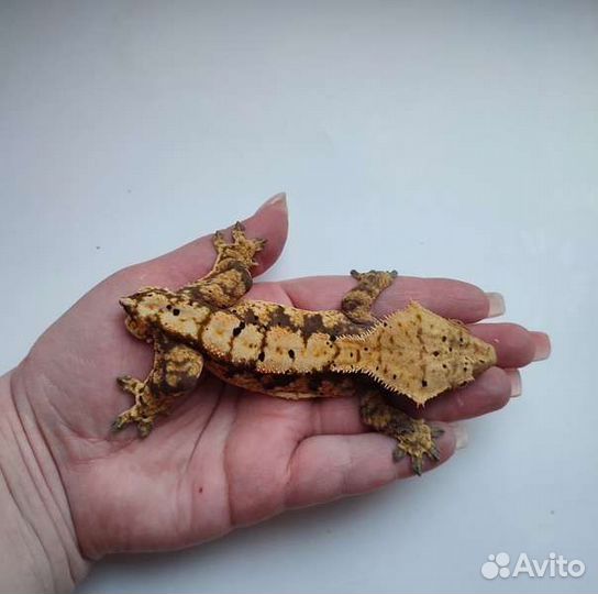 Реснитчатый бананоед, геккон, самец