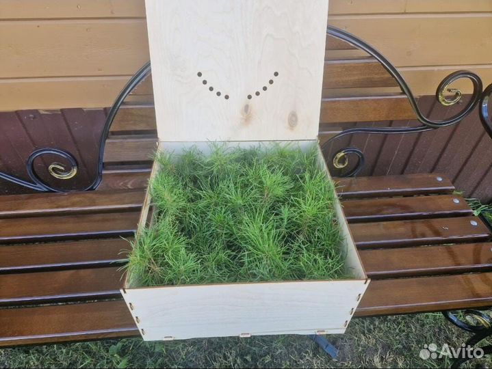 Саженцы сосны и ели окс оптом