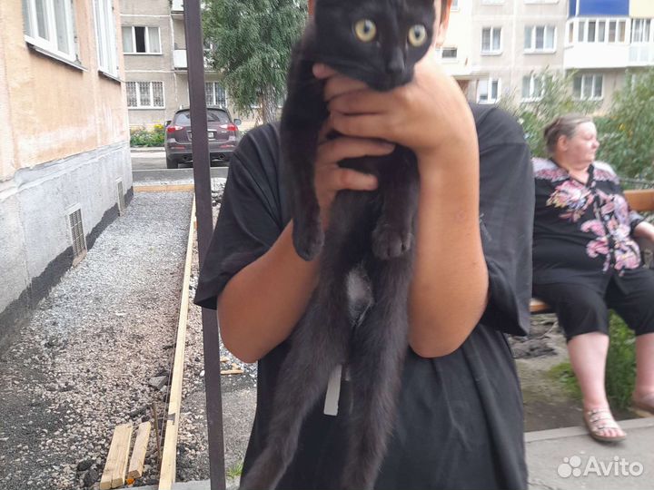 Кошка ищет добрые руки
