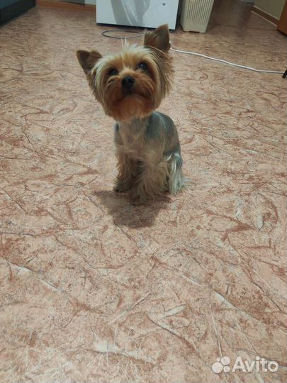 Йоркширский терьер вязка мальчик