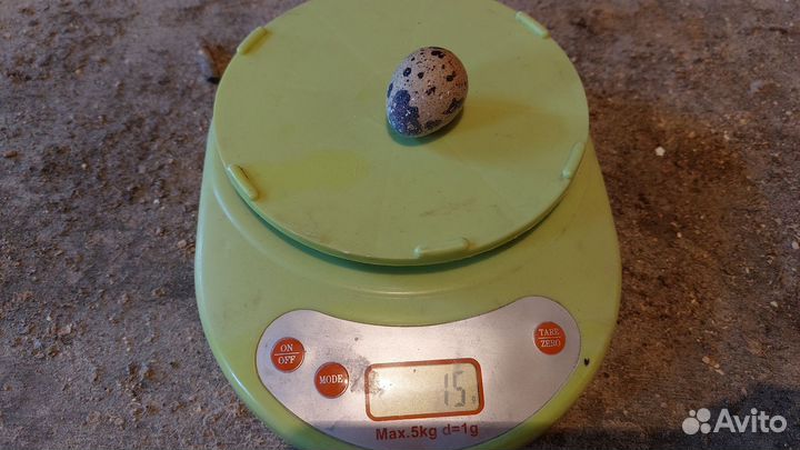 Яйцо перепелинное инкубационное