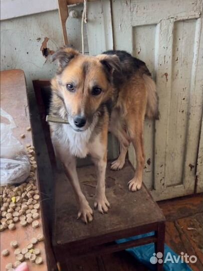 Собака в добрые руки