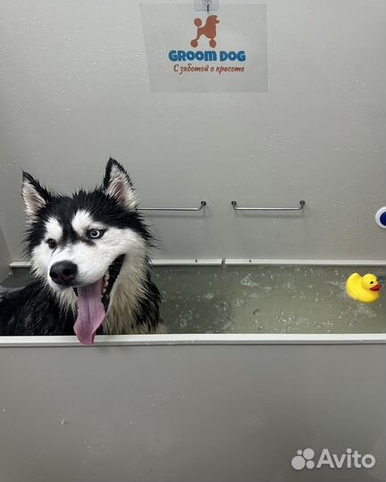 Стрижка собак груминг кошек гигиена