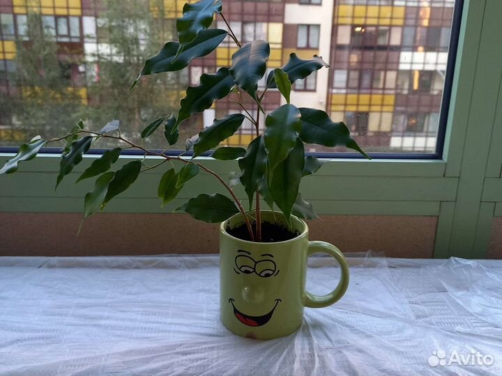 Кактус и Бенджамина