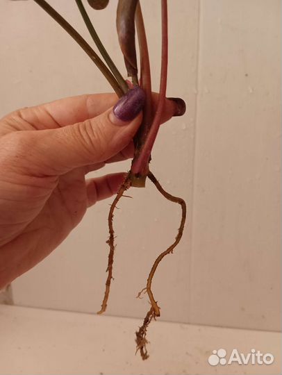 Сингониумы