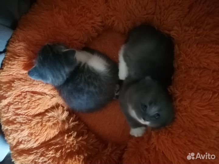 Котята