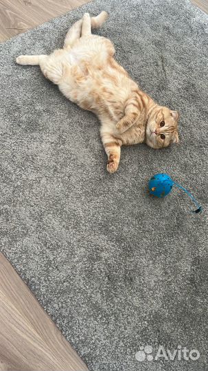 Шотландский вислоухий кот вязка