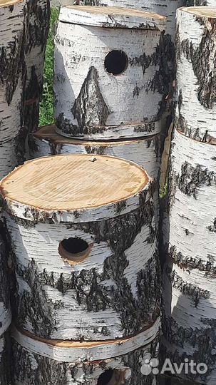 Белки Бурундуки